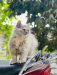 Female Persian Triple Coat Cat